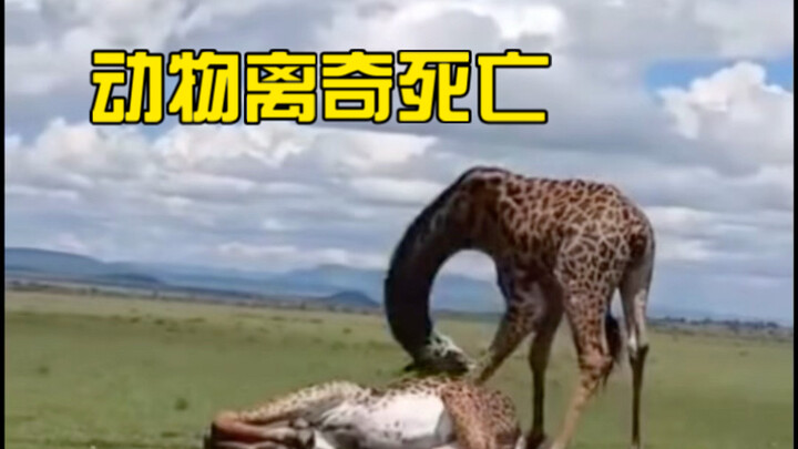 Identification of Animals’ Mysterious Deaths