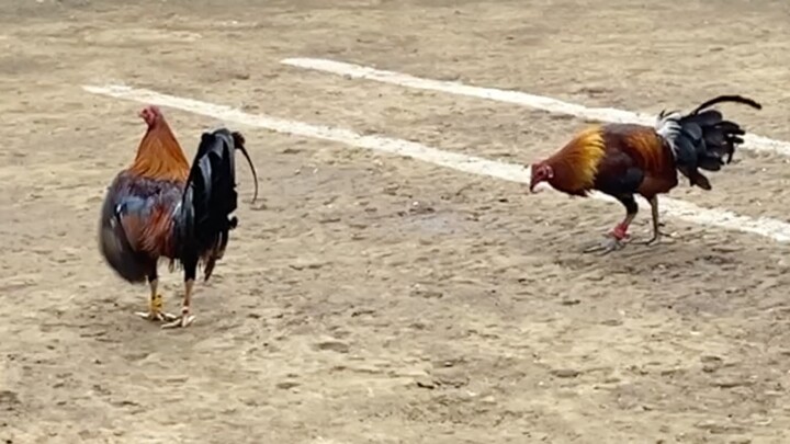 BROWN RED VS ALIMBUYUGIN, 110K PARADA LUCENA VS DOLORES #SABONG 2HITS ULUTAN LCA