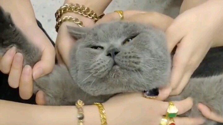 แมว : ถ้าไม่ขยันก็กลายเป็นของเล่นของผู้หญิง