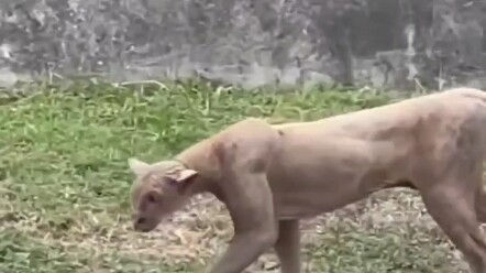Hổ Báo của Hakimi cũng làm luôn rồi!