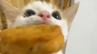 Kitten eating chicken nuggets