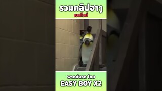 ไปถ่ายในคอกกับอ้ายบ่ #short #easyboy #คลิปฮา #เบสไวน์