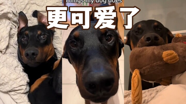 Beberapa hal yang membuat anjing menjadi lebih menggemaskan dan sempurna!