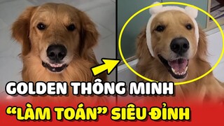 Chú chó Golden THÔNG MINH với khả năng LÀM TOÁN siêu đỉnh 😍 | Yêu Lu