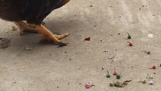 Brother Kun: So delicious it's amazing