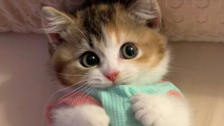 “The world is falling apart, but the kitten mends it.”