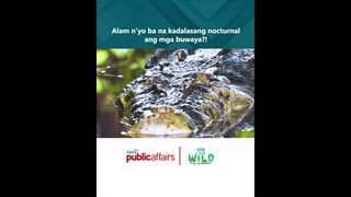 Alam n’yo ba na kadalasang nocturnal ang mga buwaya?! | Born to Be Wild