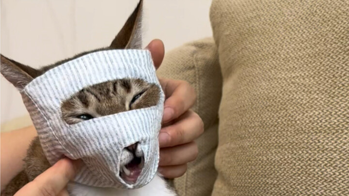 Kucing yang penurut tidak berguna, sedangkan kucing yang bandel sama sekali tidak membiarkanmu mengg