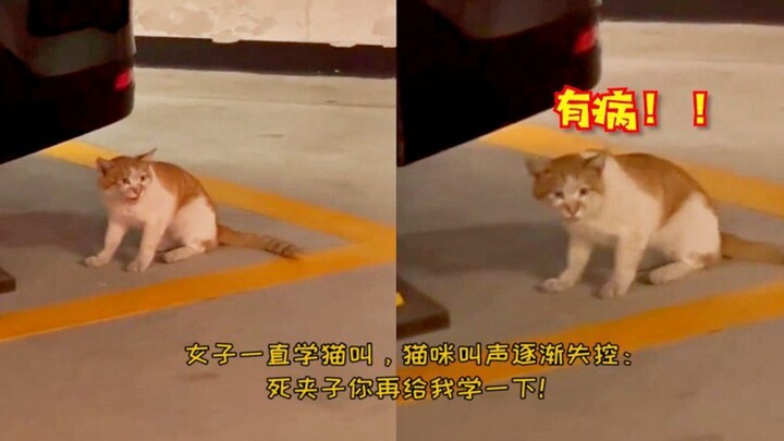 ظلت الفتاة تقلد مواء القطط، وبدأ مواء القط يخرج عن السيطرة تدريجيًا: "قفّاز الموت، علمني مرة أخرى!"