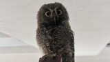 [ANIMAL]Free an Otus scops|Owl rescue