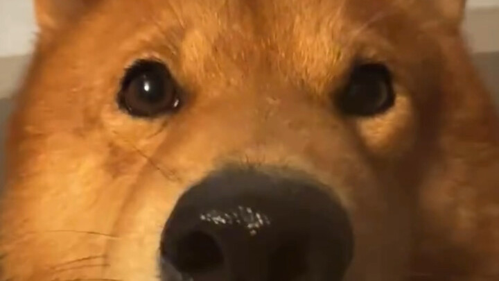 Dogs' Reactions to Keyword Triggers