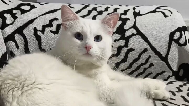 I was stunned by this clever little cat!