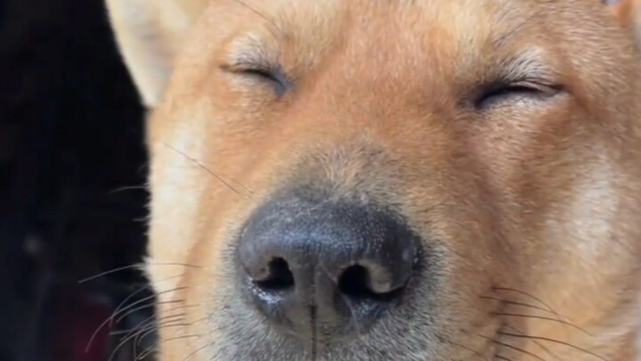 My grandfather has raised a big yellow dog for ten years, and it loves to doze off whenever it sits 