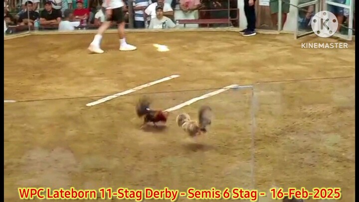 Super Domkan "Dark side" - 3rd Fight - Loss - 2025 WPC 12-Stag Derby Lateborn Edition - Semis