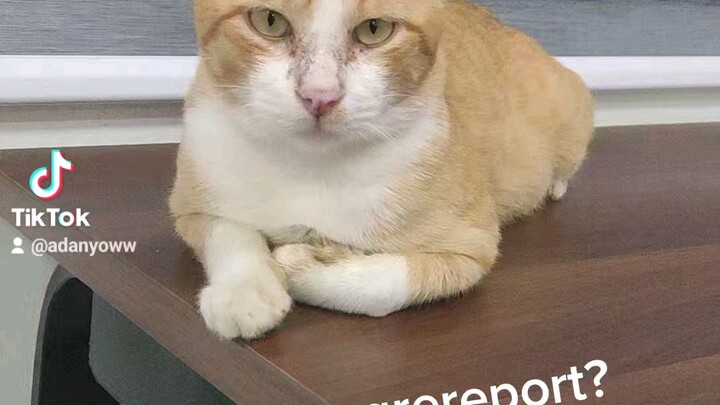 Meow student