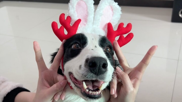 Taking my dog along to cosplay Bilibili's mascot, Longtutu—so cute!