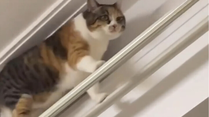 Magnetic Levitation Cat Train