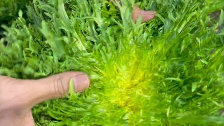 Northeast Dipping-Sauce Vegetables Made into Tea: Qinglian Successfully Tamed the Corefire