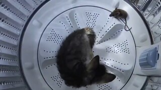 القطة الصغيرة تُمسِك بالفأر بسرعة ودقة وحزم!