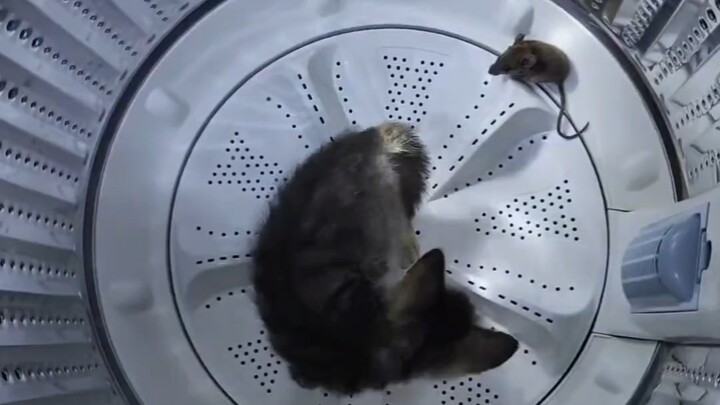 القطة الصغيرة تُمسِك بالفأر بسرعة ودقة وحزم!