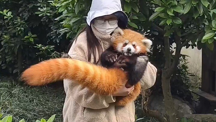 Red panda Lizhi was caught by her caretaker; a little apple did the trick, and she behaved nicely.