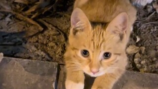 พบเจอลูกแมวน่ารัก