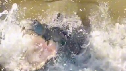 What a chubby crocodile