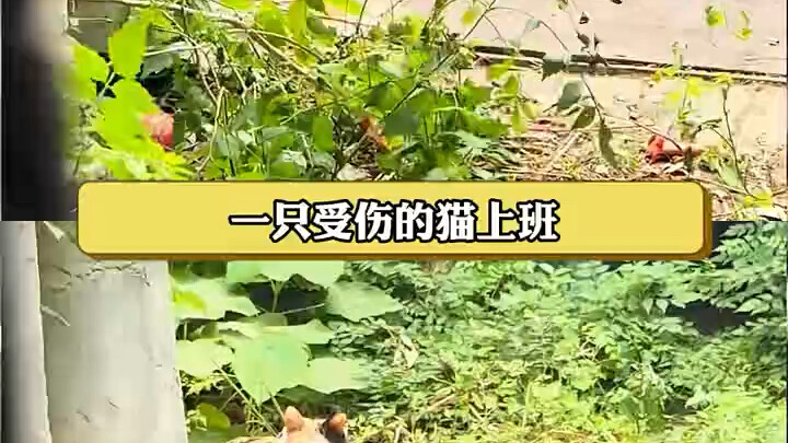 The Possible Truth Behind LV’s Abandoned Black Cat