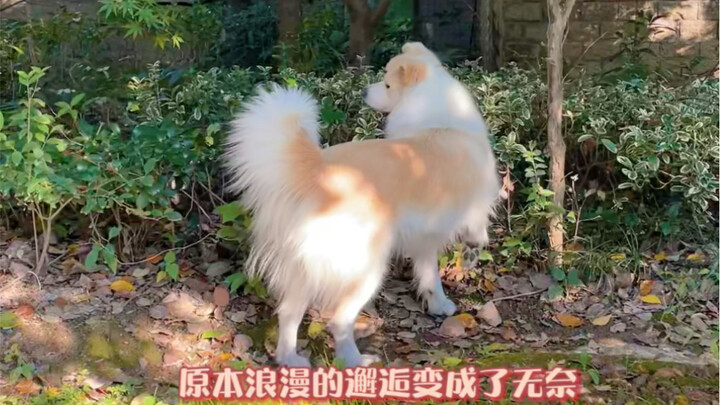 Suhu udara turun, sudah beberapa hari tidak melihat kucing oranye kecil #Border Collie Chen Bella