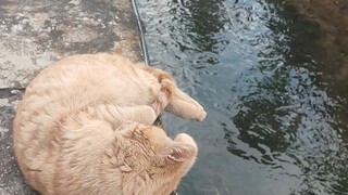 关于我撸猫把猫撸进小河里这件事