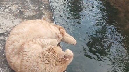 About the fact that I petted the cat and pushed the cat into the river