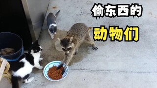 Animal Theft Compilation!