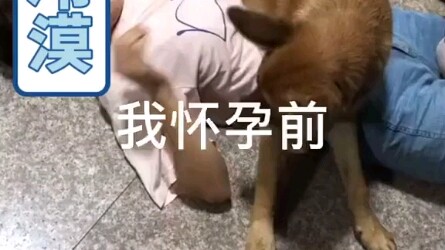 Một bé cưng hiểu chuyện quá, chó đúng là loài động vật thông minh và tình cảm nhất!