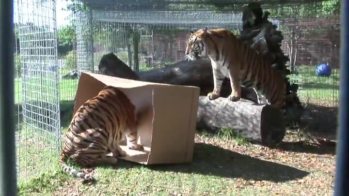 Kucing Besar vs Kotak Kardus: Seberapa gagah dan tinggi pun dia, tetap tak bisa menolak kotak kardus