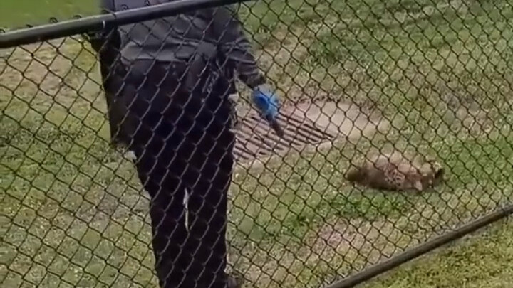 Rakun penderita rabies baru bisa ditangani setelah ditembak delapan kali!