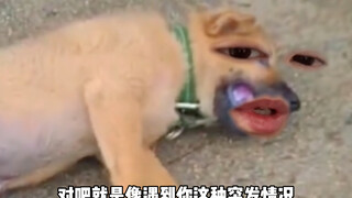 该配合你演出的我演视而不见