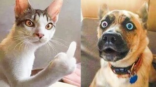 Funny Animal Videos 2022 😹🐶 ~ Cute and Funny animals Videos Compilation #48