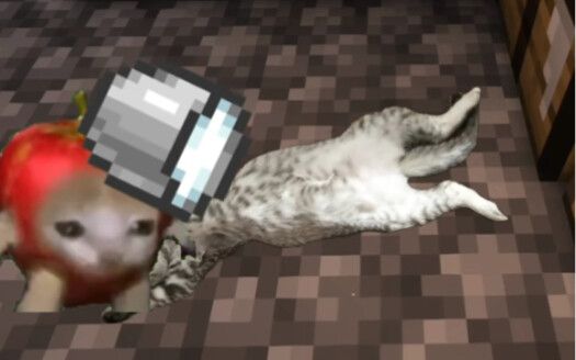 Mèo giúp mèo