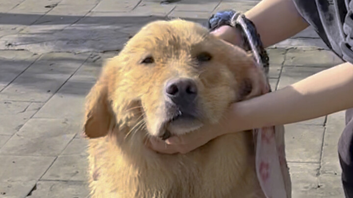 Ternyata anjing kecil juga punya rasa percaya diri yang tinggi! Suka banget pamer!