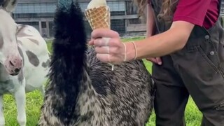 A well-behaved yet mischievous emu