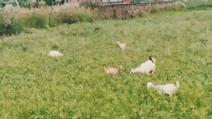 😀बेहरा अंधा भुलक्कड़ पार्ट=10😆 #viral #short #video #amazing