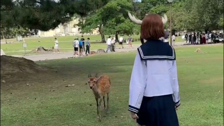 cosplays shikanoko-tan meets deer :D