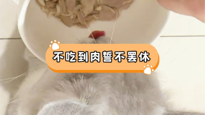 Believe it or not, a little kitten actually drank a whole bowl of water just to eat some meat! After