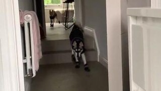 Do you like their boots and jackets? cutedogs kleekai britishweather dogsoftiktok