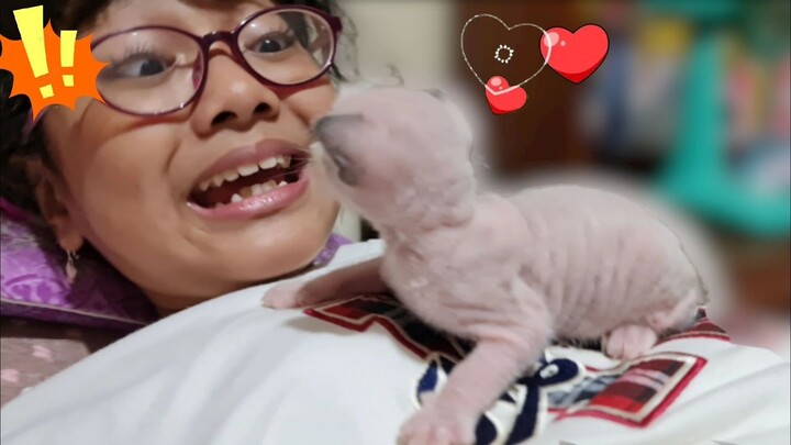 Hanum Di Cium Bayi Kucing Imut ❤️ Kucing Hanum - Miss Cemplon