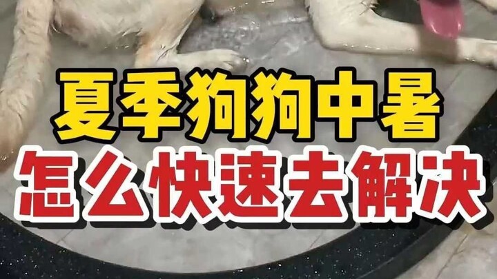 Bagaimana cara efektif meredakan heatstroke pada anjing di musim panas? Pelajari ini, bisa menyelama
