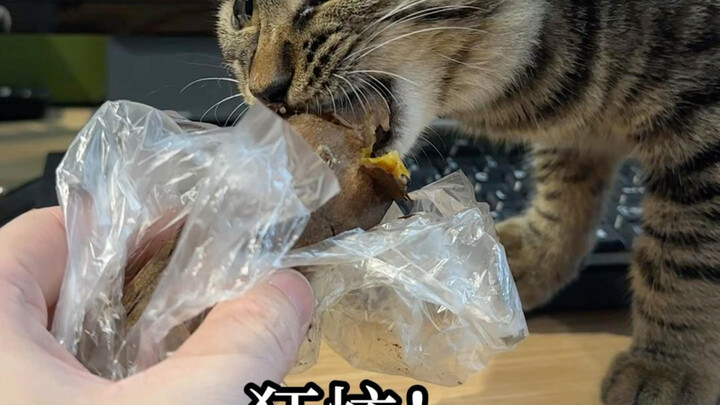 没想到我的小猫是个碳水脑袋！
