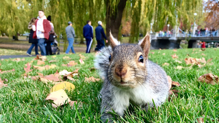 走遍波士顿-西方近代法医学的启蒙案件-Boston Common