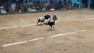 chicken fight