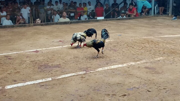 chicken fight